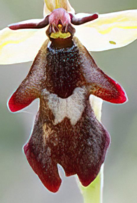 Fly Orchid and Wasp