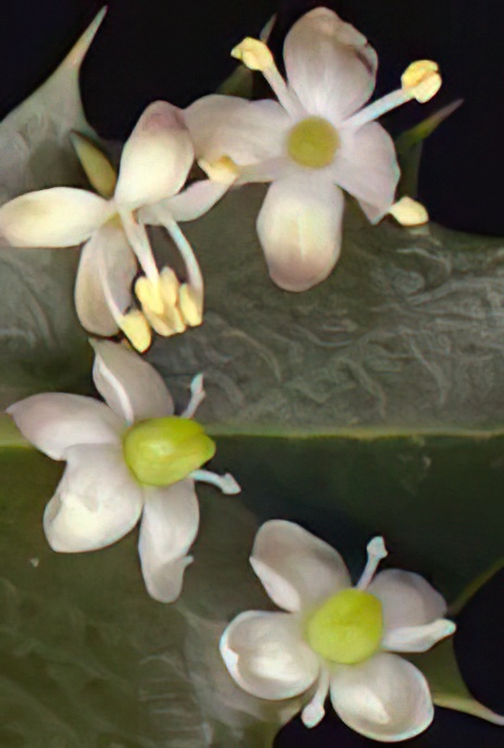 Holly (male)       Ilex aquifolium