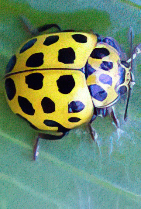 Yellow 22-spotted Ladybird