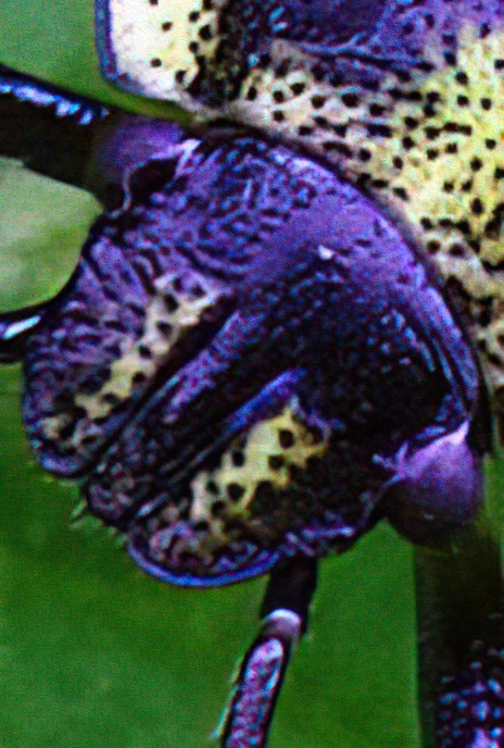 Green Shield Bug (nymph)