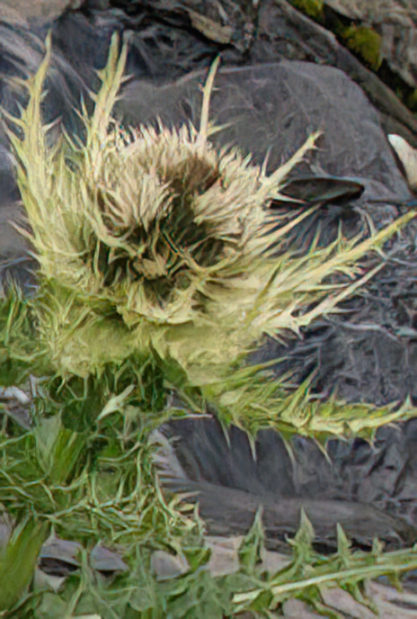 Spiniest Thistle