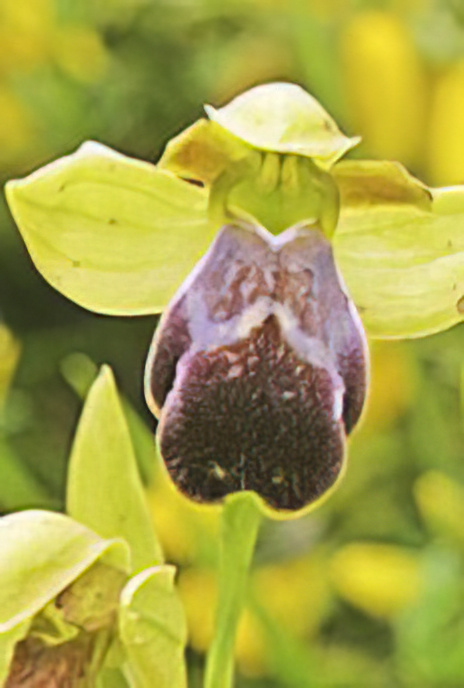 Basilissa’s Orchid